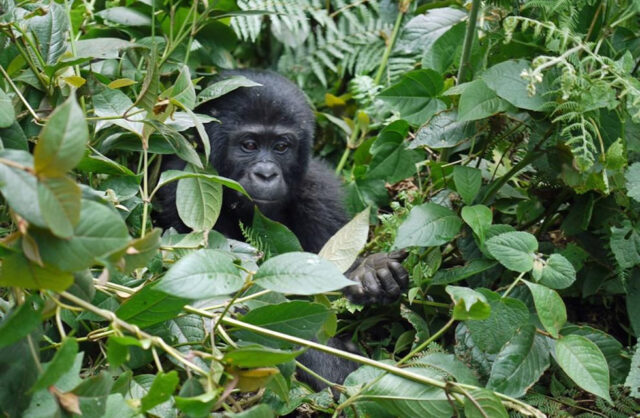 Bwindi Gorilla