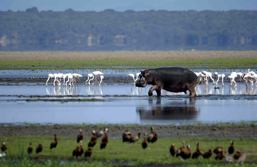 Isimangaliso