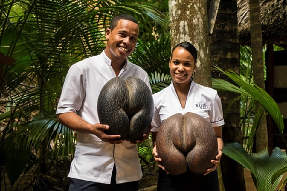 Largest Coconut Seed Seychelles