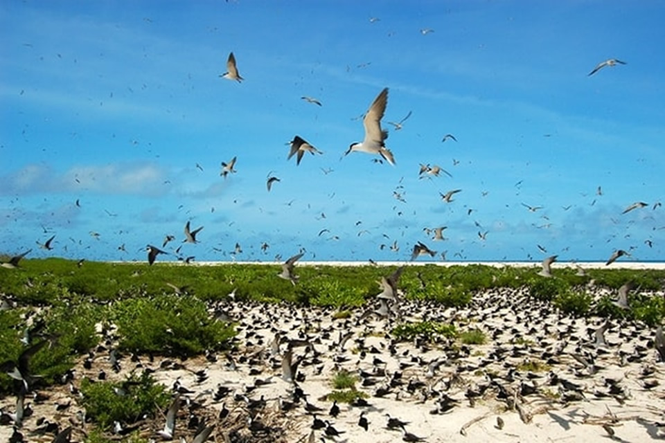 Seychelles Birds