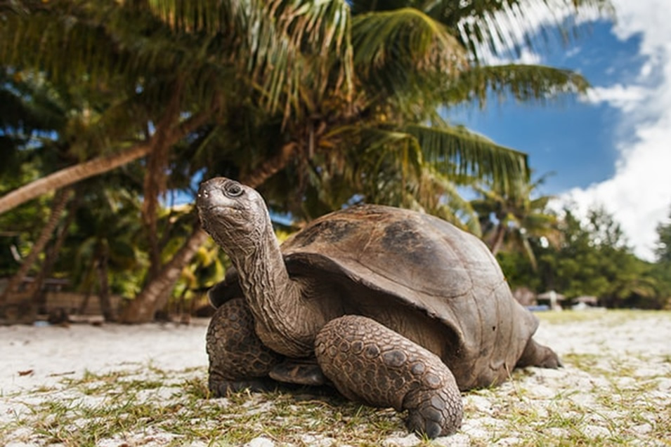 Seychelles Giant Tortoise