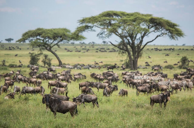 Serengeti Wildebeests