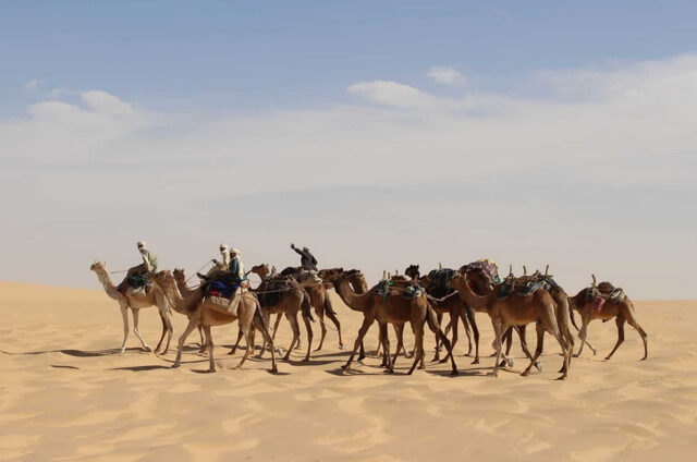 Ndjamena Camel Tour