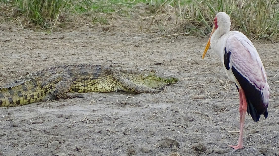 Crocodile Alongside Heron