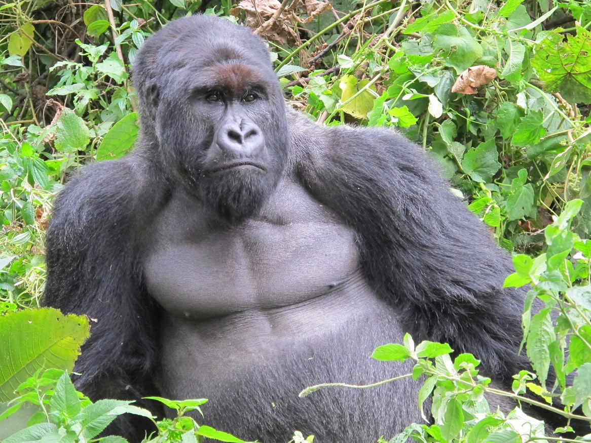 mountain gorilla