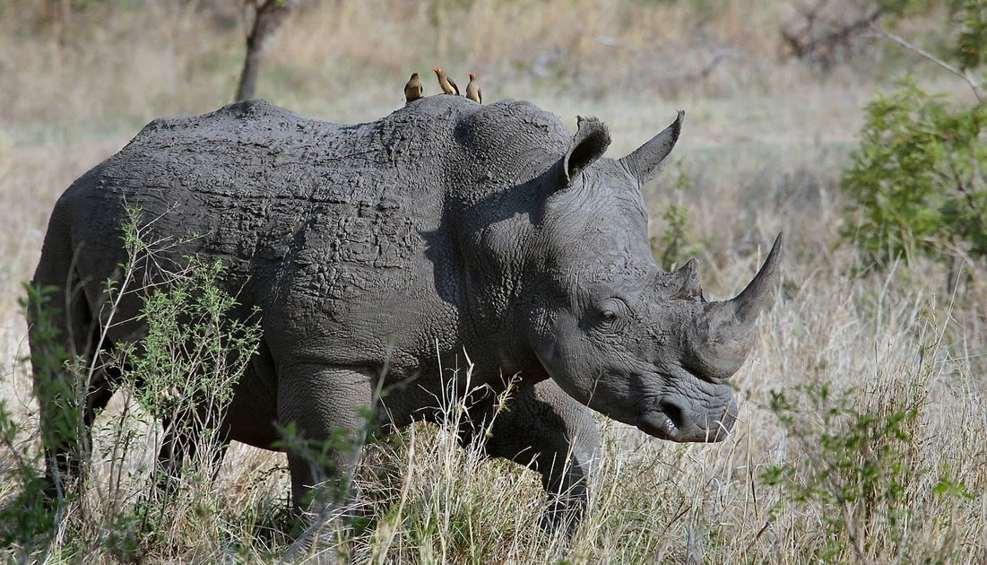 white rhino