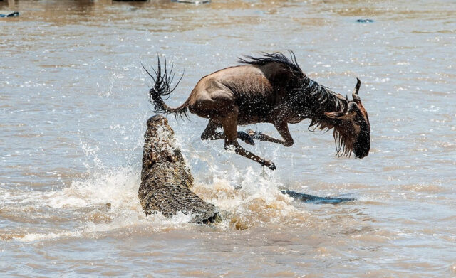 wildebeest