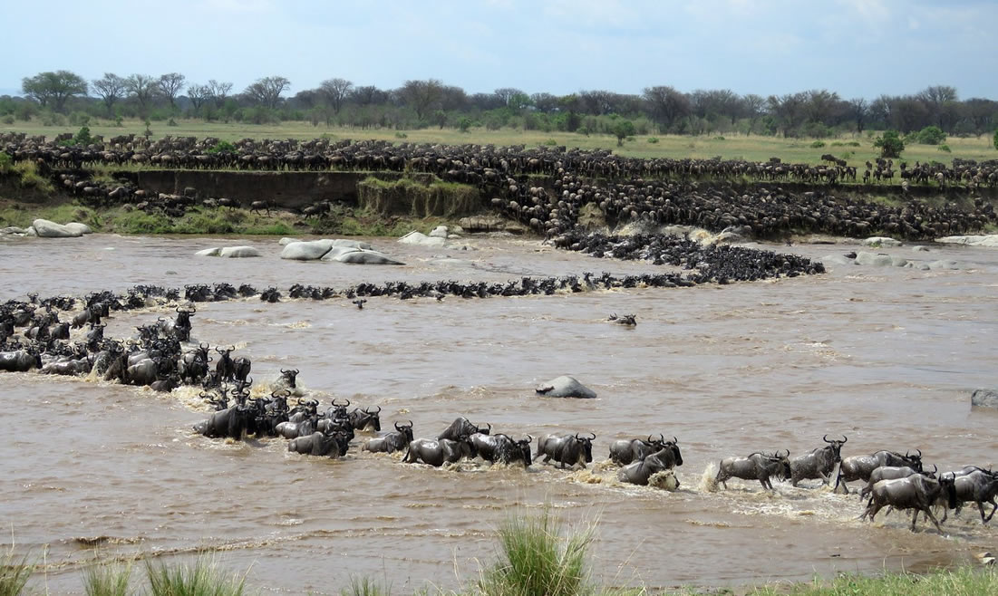 wilderbeest migration